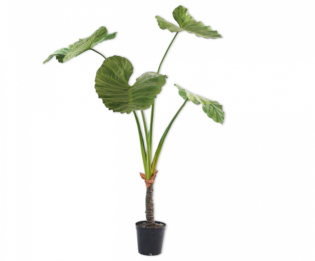 Alocasia 175