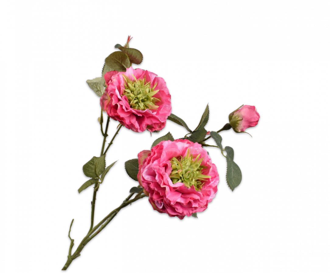 ROOS TAK ROZE 62 cm