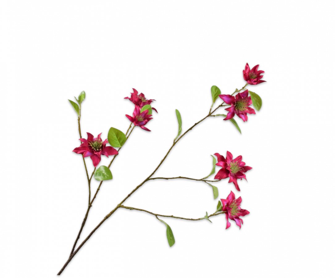 CLEMATIS TAK FUCHSIA / RED