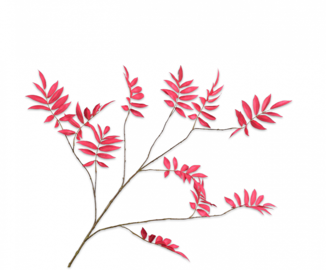 BLADTAK BEAUTY 159 cm