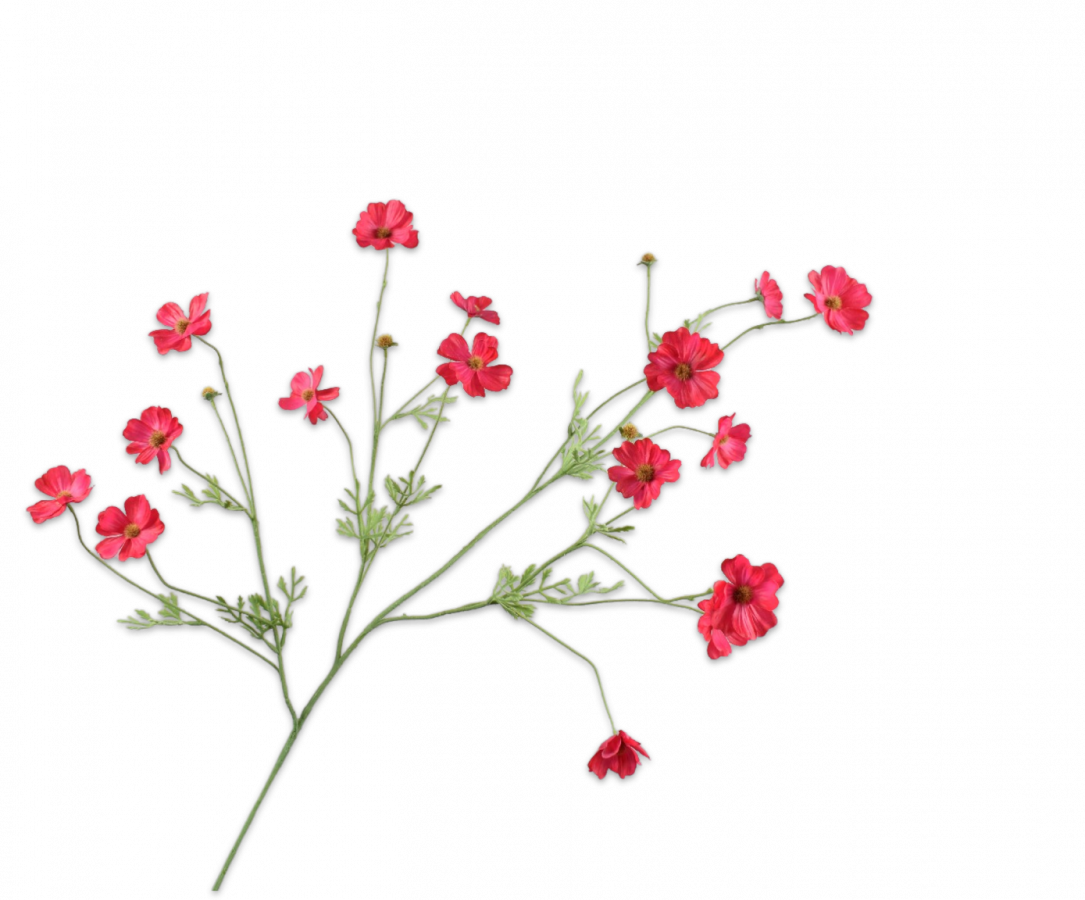 COSMOS TAK BEAUTY 104 cm