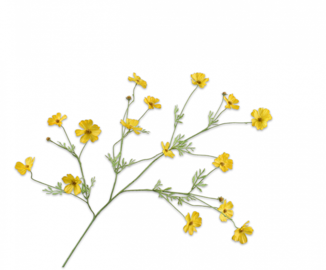 COSMOS TAK GEEL 104 cm