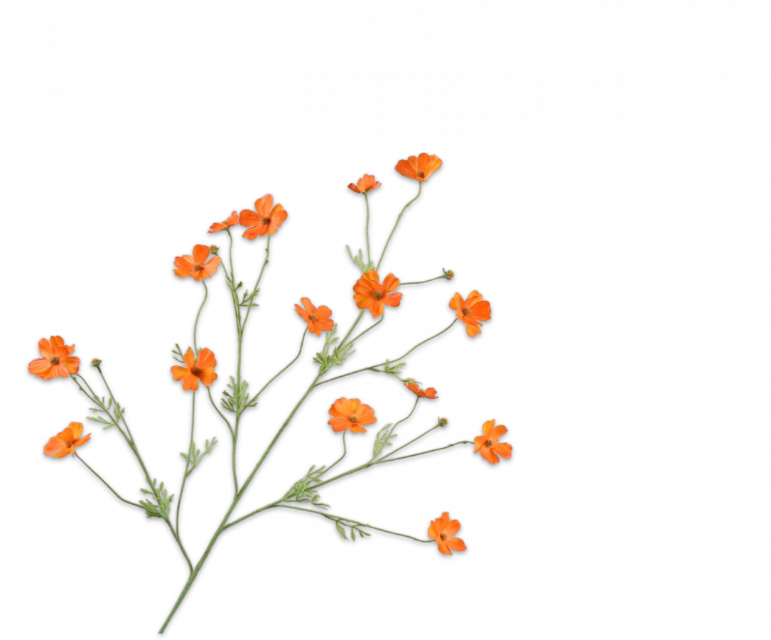 COSMOS TAK ORANJE 104 cm