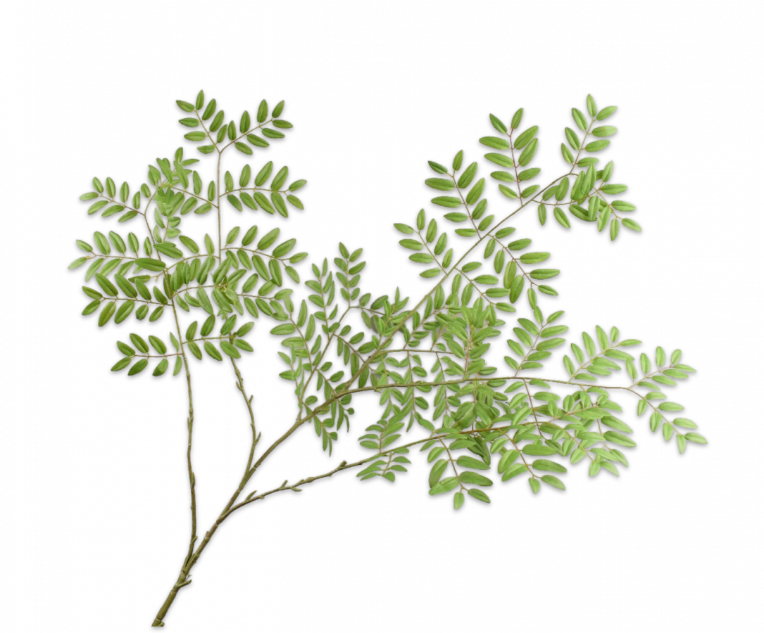 BLADTAK GROEN 144 cm