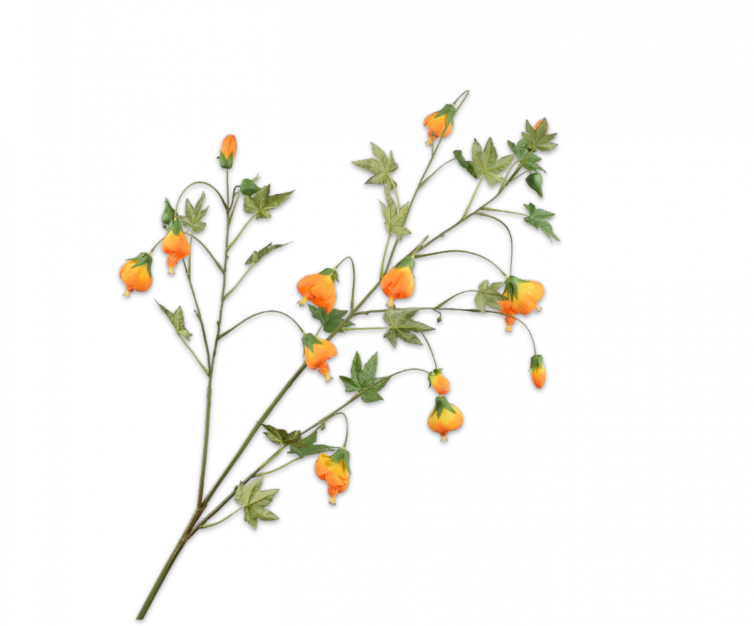 ABUTILON TAK ORANJE 134 cm