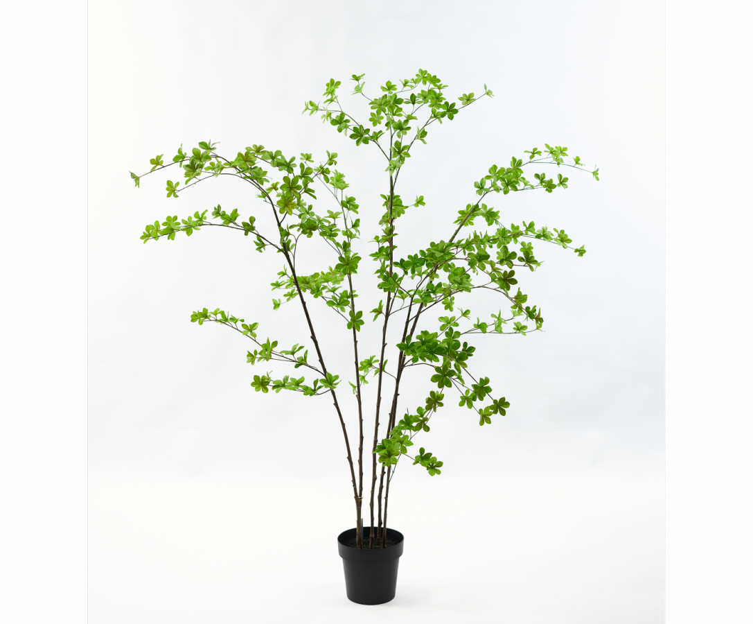 Plant Groen Cornus