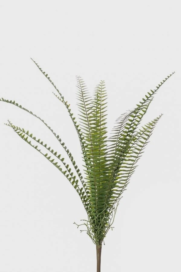 Fern nephrolepis bush