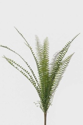 Fern nephrolepis bush