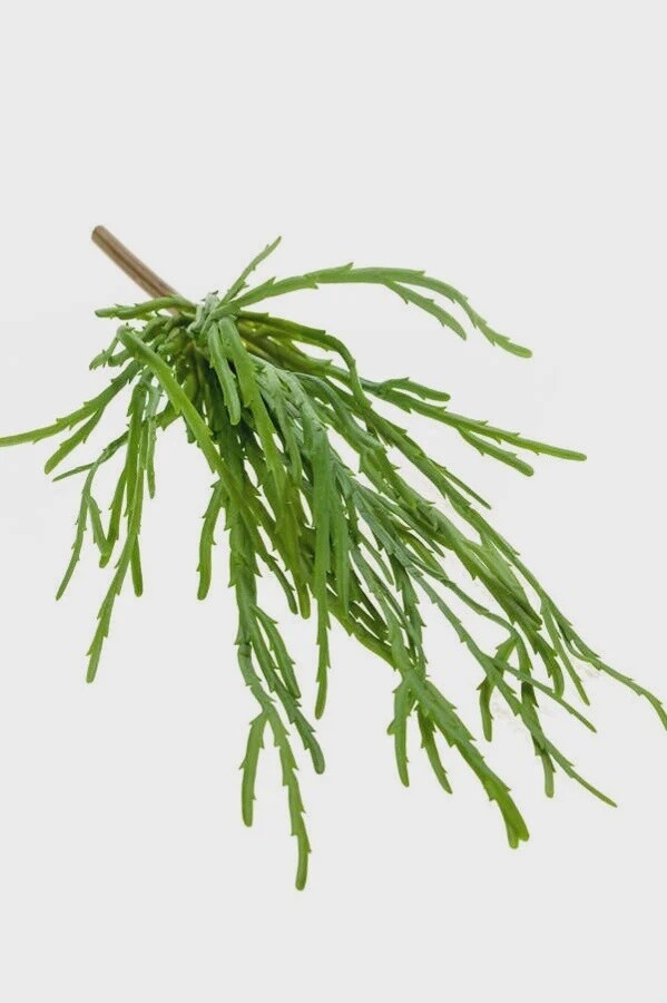 Rhipsalis Pandora Bush 35 cm