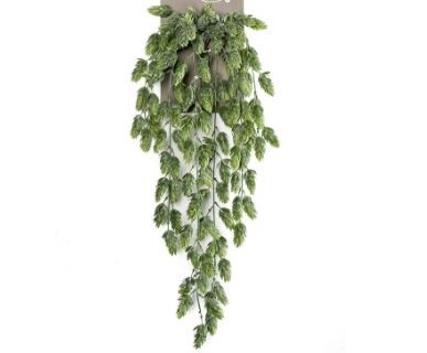 Hop Hanging Bush x6