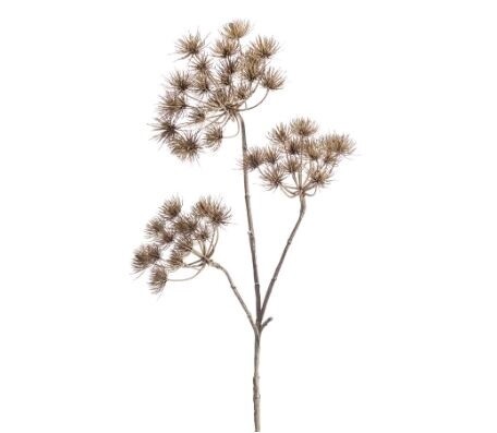 Heracleum Branch