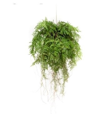 Fern with Roots 55
