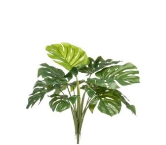 Monstera Bush