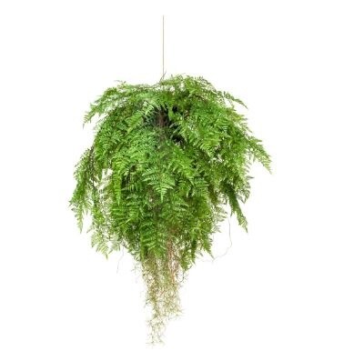 Fern with Roots 80