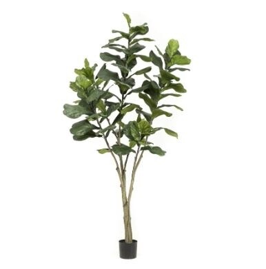 Ficus Lyrata 210 cm