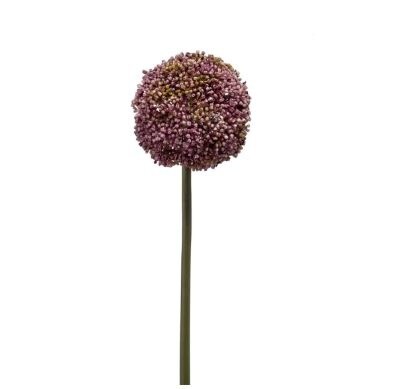 Allium stem paars