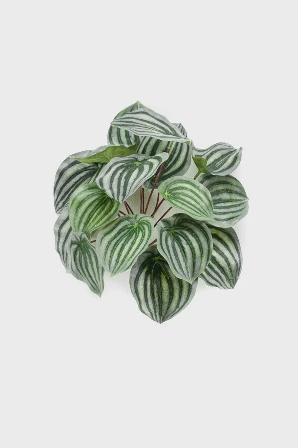 Peperomia Bush Green / Grey