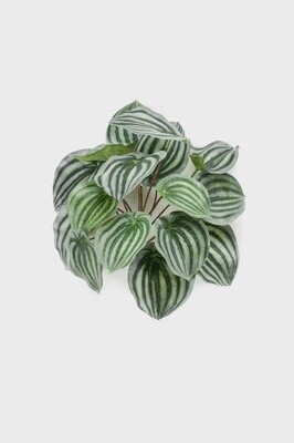 Peperomia Bush Green / Grey