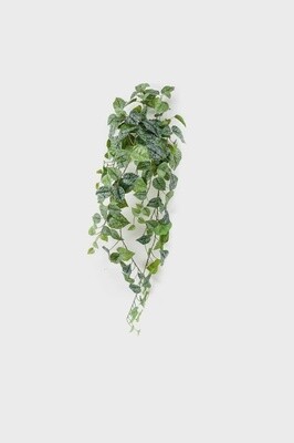Scindapsus Hanging Bush
