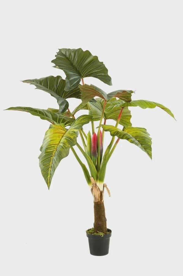Colocasia tree 160 cm