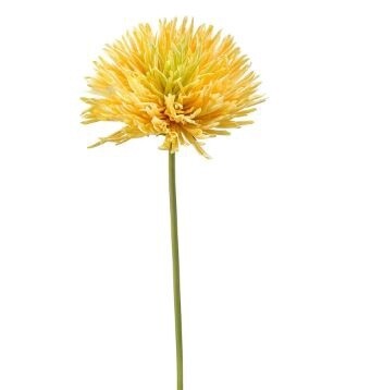 Chrysanthemum yellow
