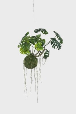 Monstera Mos ball Hanging 60
