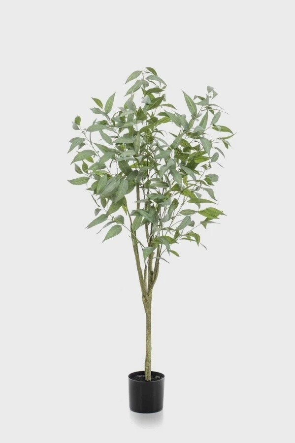Longifolia ( Eucalyptus ) globulus tree 150cm