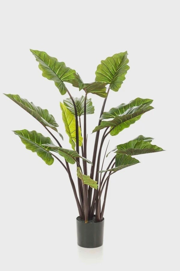 Colocasia 130 cm