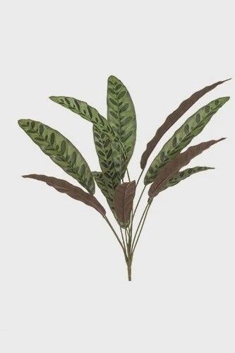 Calathea Burgundy x 11