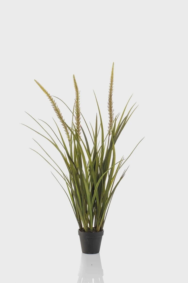 Foxtail Grass 90 cm