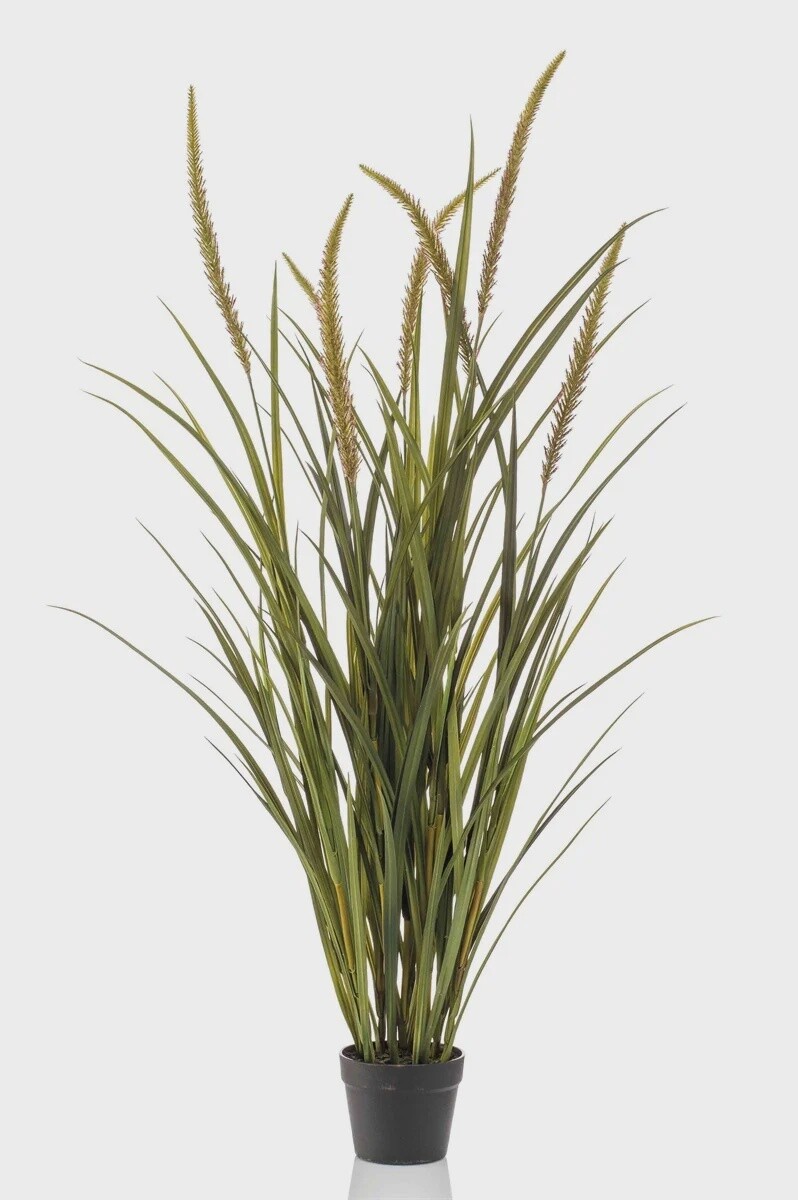Foxtail Grass 130 cm