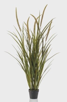Foxtail Grass 130 cm