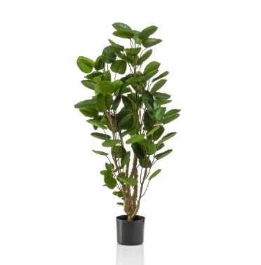 Polyscias tree 105