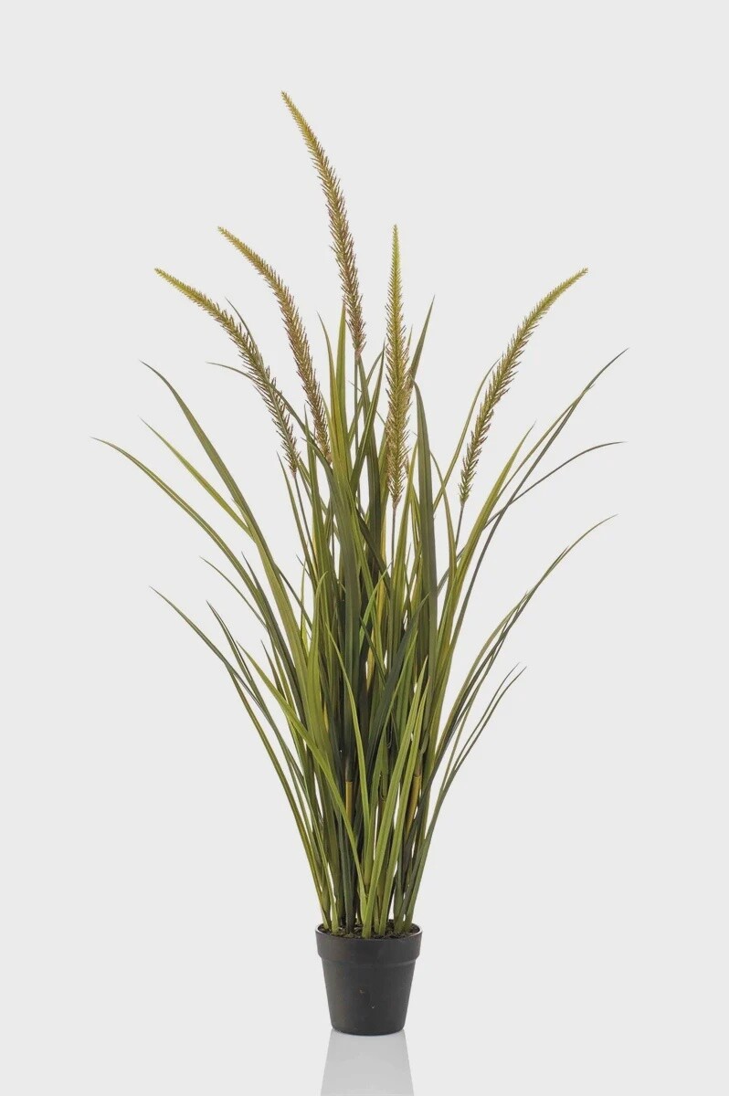 Foxtail Grass 115 cm