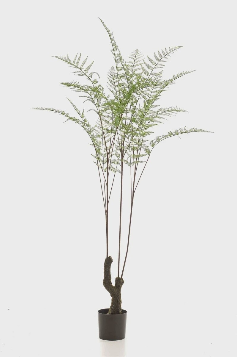 Fern Forest 210