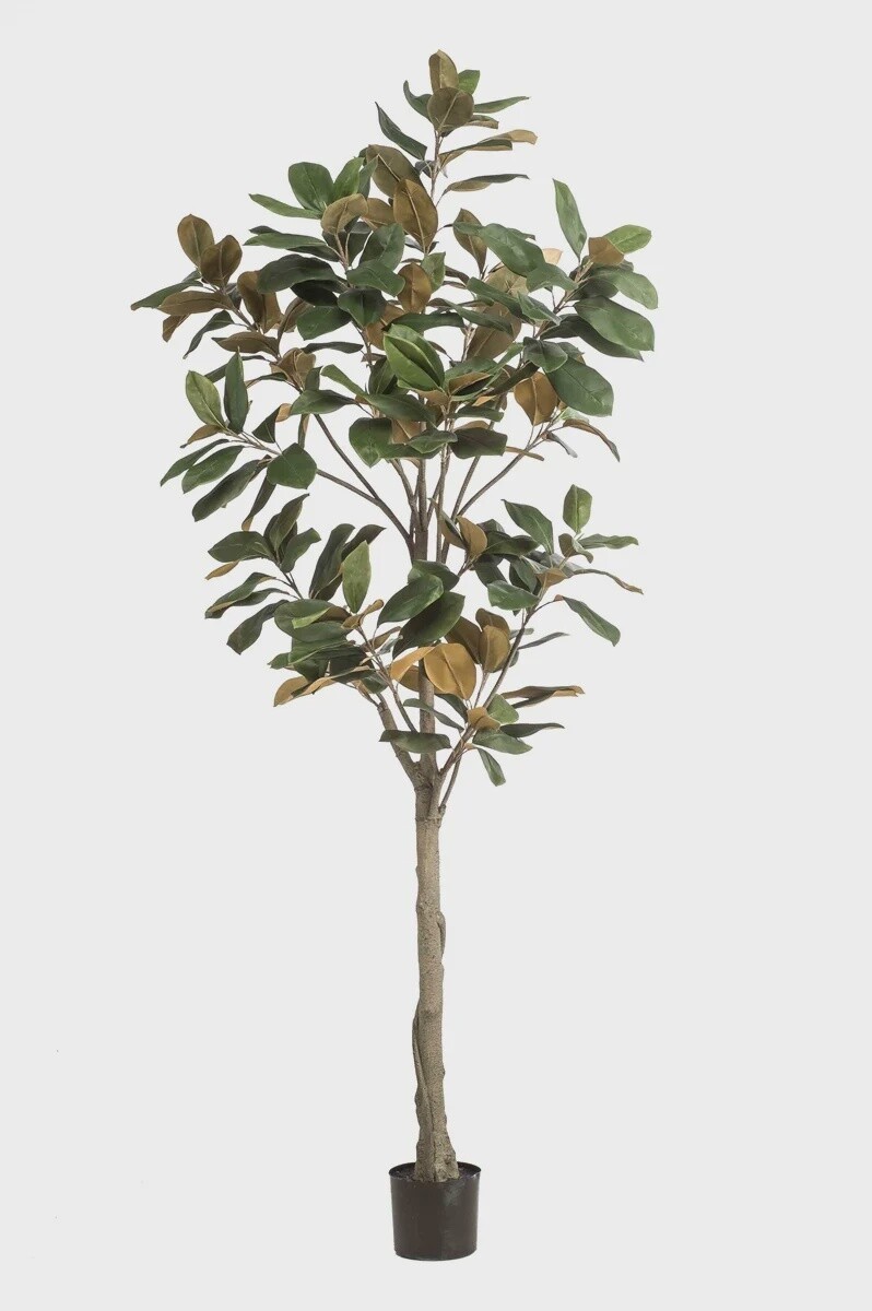 Magnolia tree 210 cm