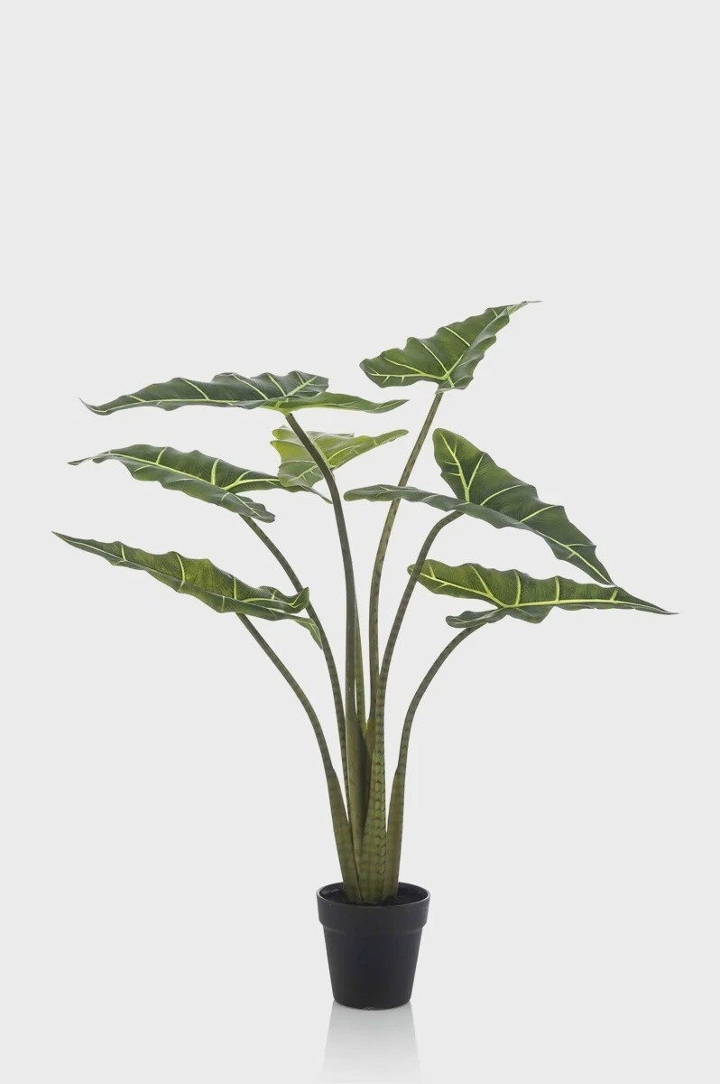 Alocasia Frydek 100 cm
