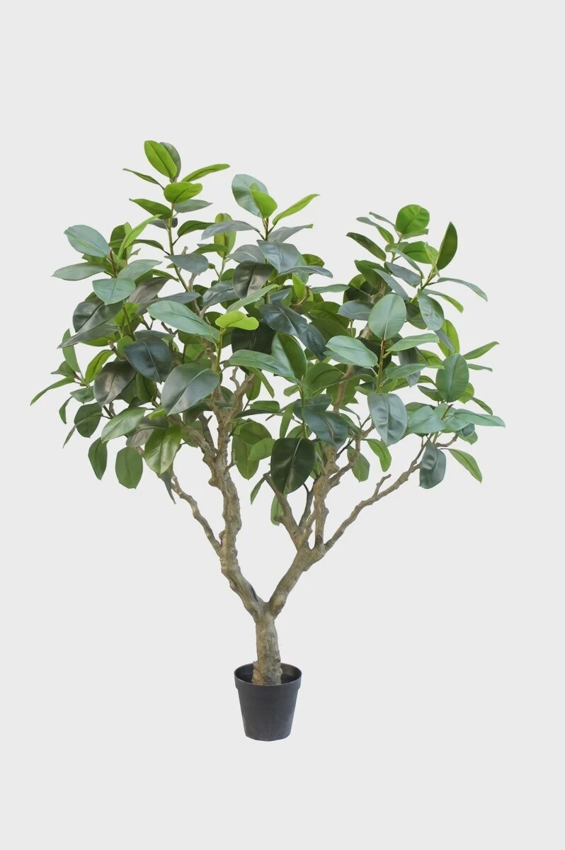 Ficus Elastic Botanic 240 cm