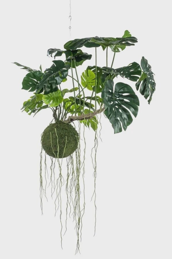 Monstera Mos ball Hanging 80