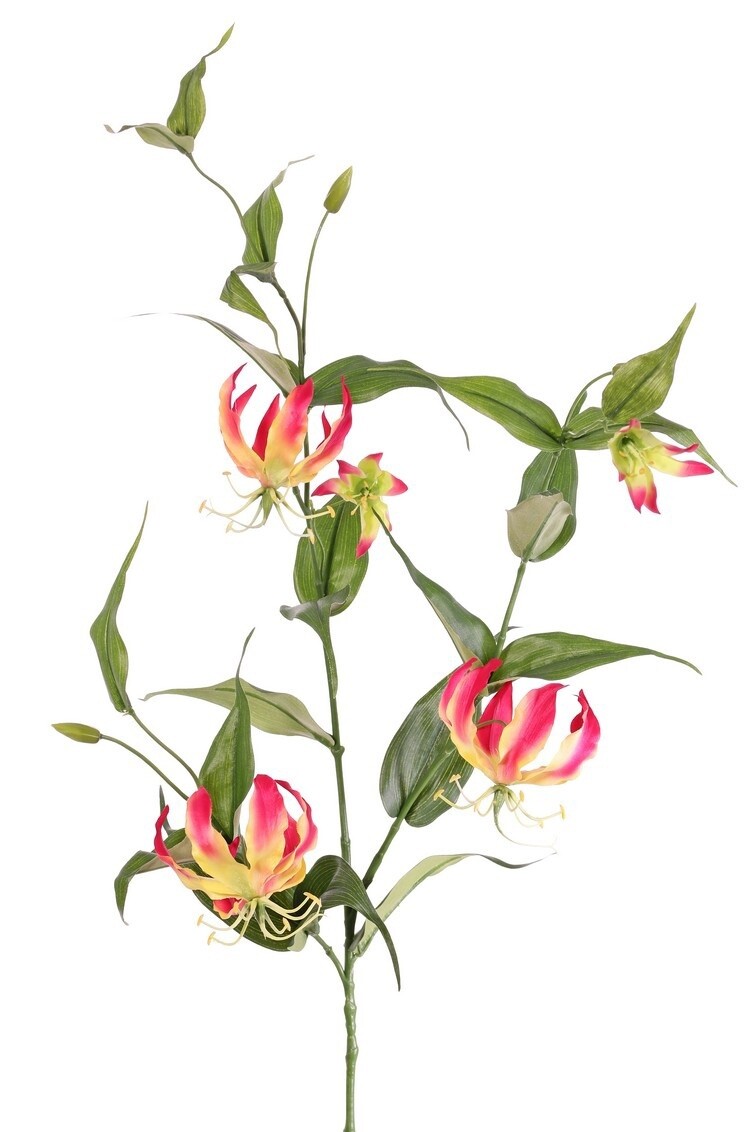 Lelie Gloriosa Roze