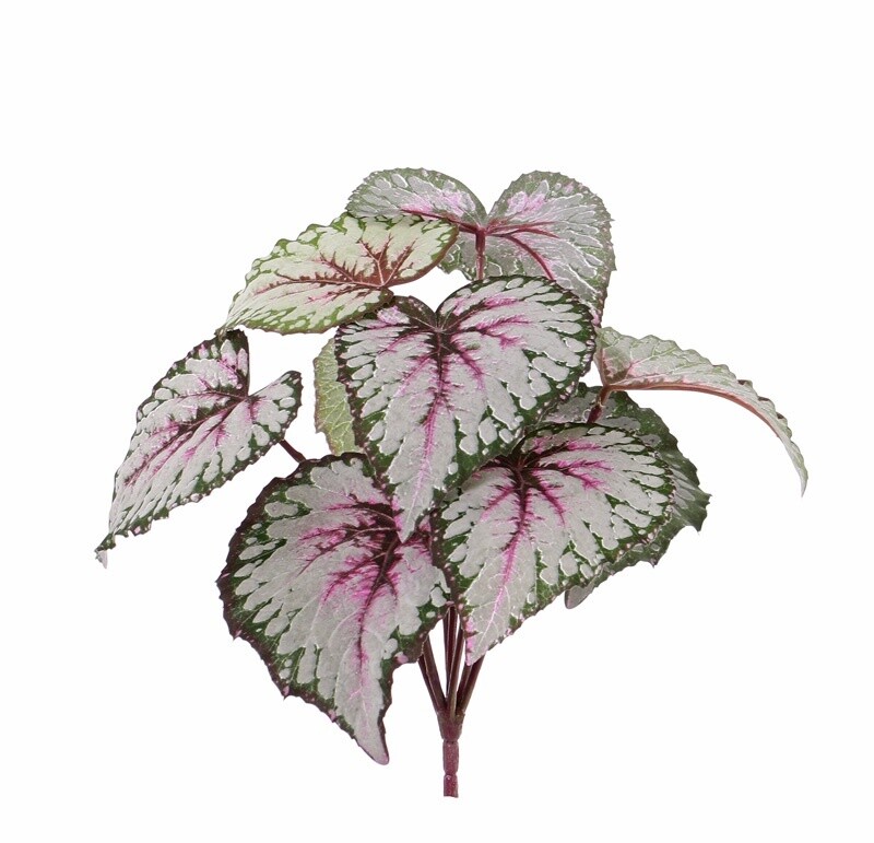 Begonia Rex (Koningsbegonia)