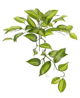 Vanilla Planifolia (Vanilleplant)