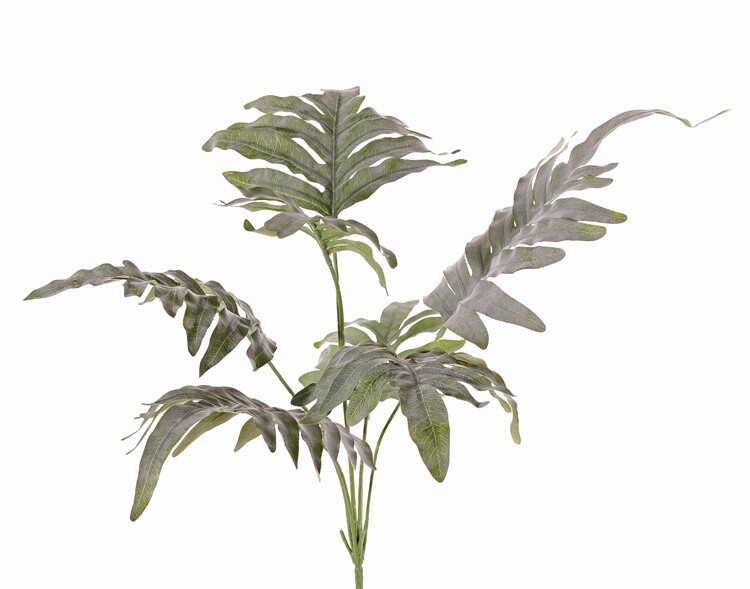 Phlebodium aureum (Blauwvaren)
