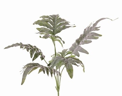 Phlebodium aureum (Blauwvaren)