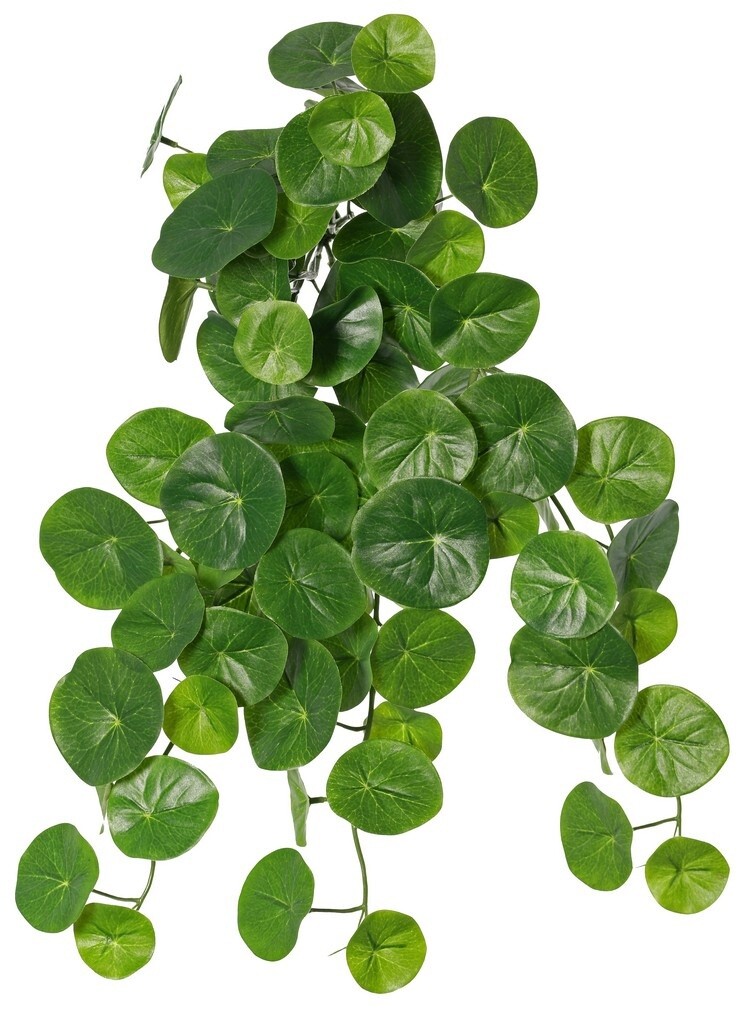 Pannenkoekenplant
