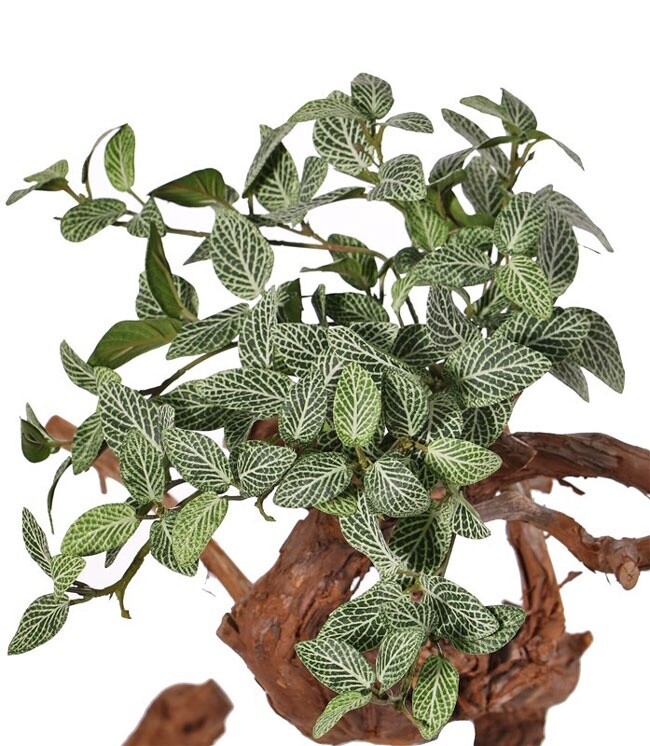 Fittoniabush (Mozaiekplant) 33 cm