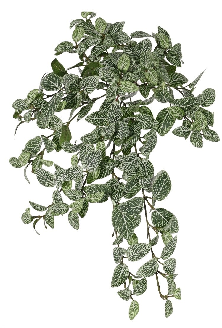 Fittoniabush (Mozaiekplant) 50 cm