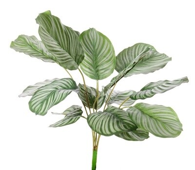 Calathea orbifolia