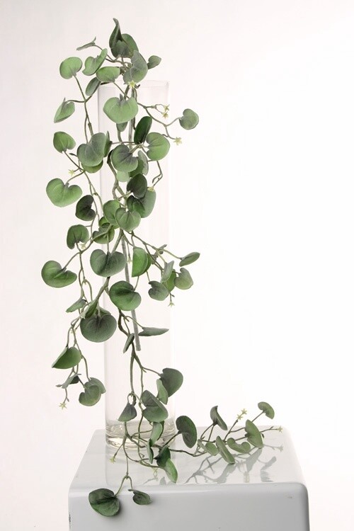 Dichondra "Silver Falls" hangplant