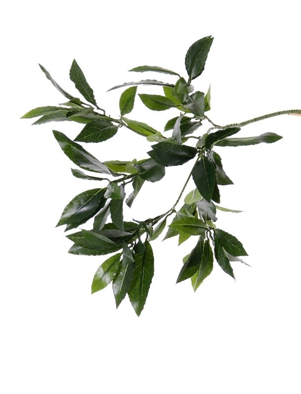Laurierbladtak 48cm